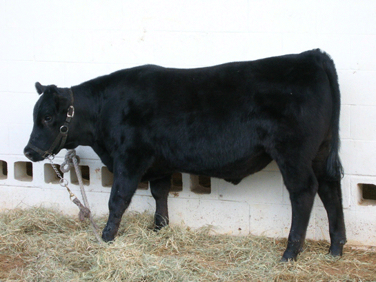 Rüyada Siyah İnek Görmek