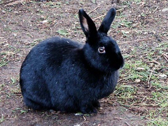 Rüyada Siyah Tavşan Görmek