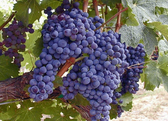 Rüyada Siyah Üzüm Toplamak