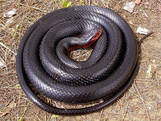 Rüyada Siyah Yılan Görmek