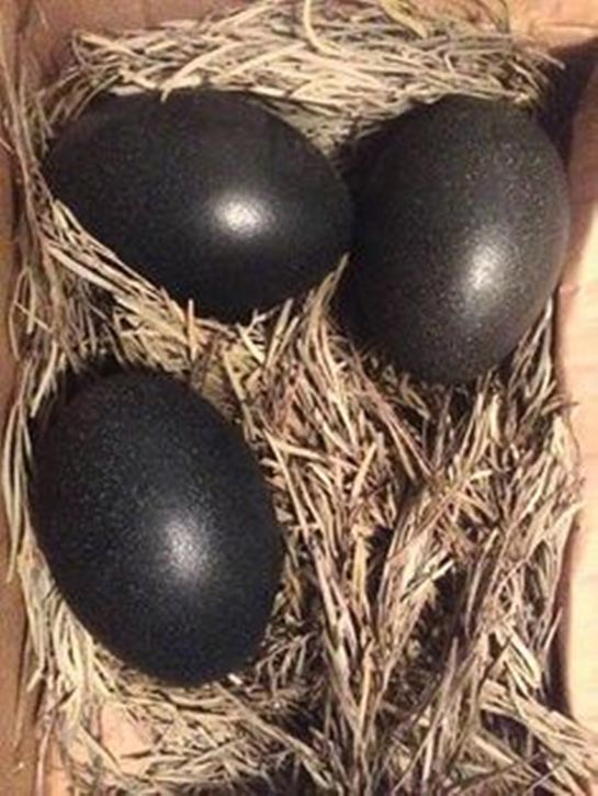Rüyada Siyah Yumurta Görmek