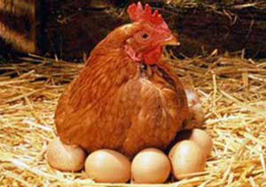 Rüyada Tavuk Ve Yumurta Görmek