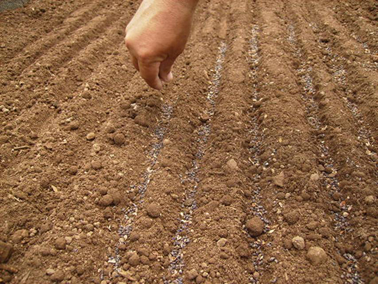 Rüyada Tohum Ekmek Rüya Yorumu ve Anlamı