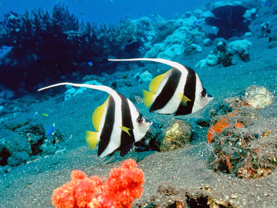 Rüyada Uçan Balık Görmek