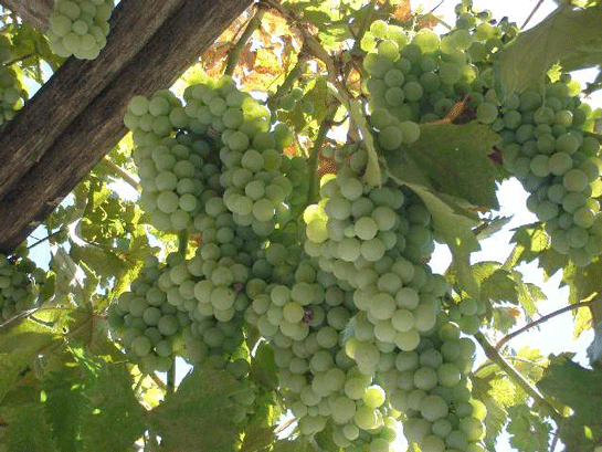 Rüyada Üzüm Ağacı Görmek