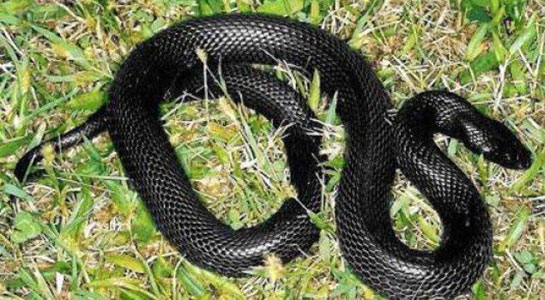 Rüyada Uzun Yılan Görmek