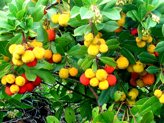 Rüyada Yemiş Yemek