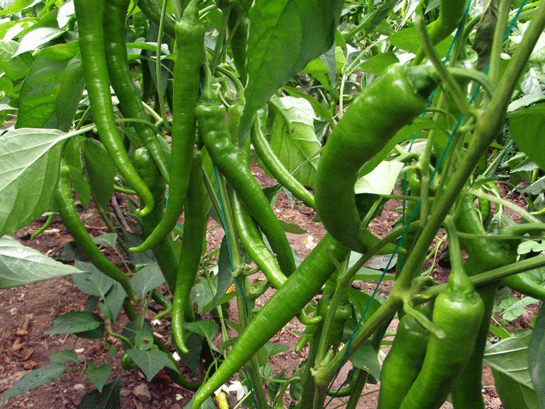 Rüyada Yeşil Biber Toplamak