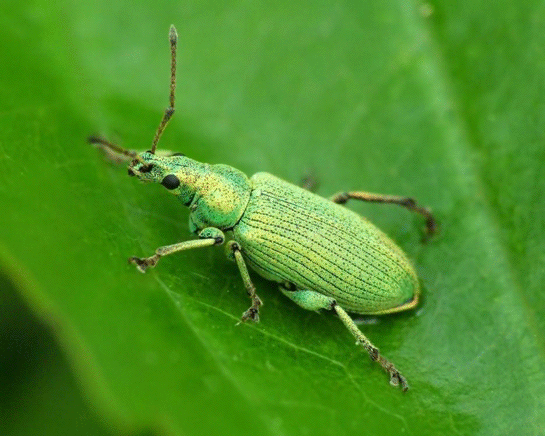 Rüyada Yeşil Böcek Görmek
