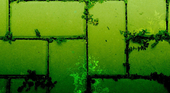 Rüyada Yeşil Duvar Görmek