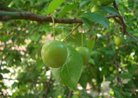 Rüyada Yeşil Erik Ağacı Görmek