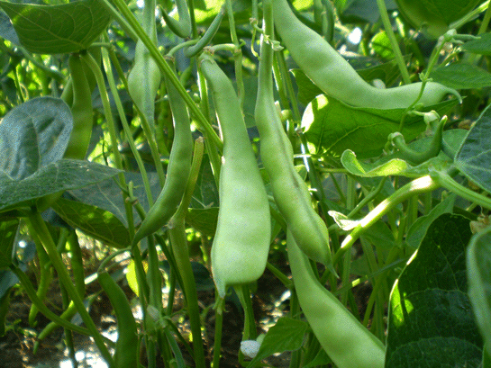 Rüyada Yeşil Fasulye Görmek