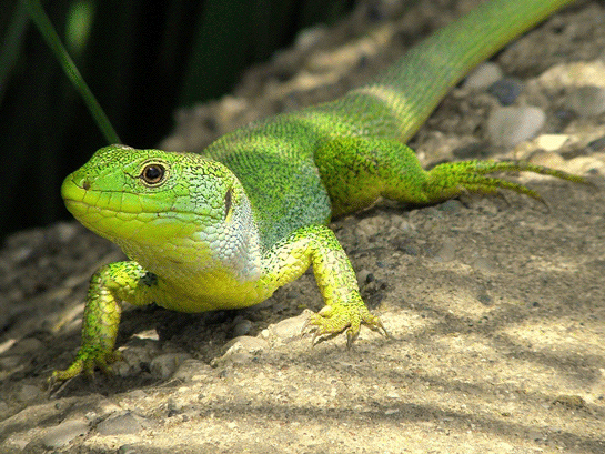 Rüyada Yeşil Kertenkele Görmek