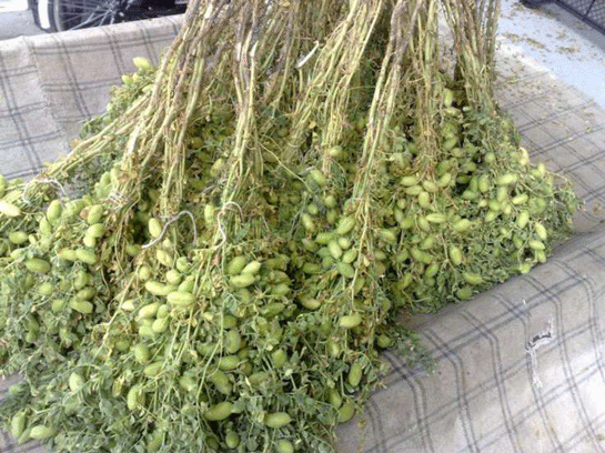 Rüyada Yeşil Nohut Görmek