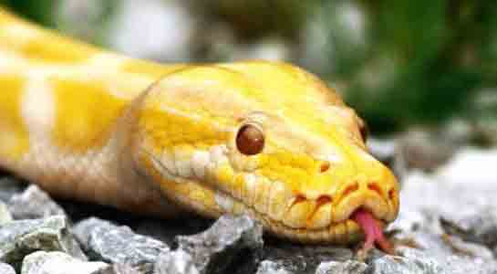 Rüyada Yılan Kafası Görmek Rüya Yorumu ve Anlamı