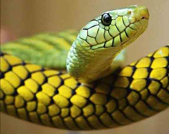 Rüyada Yılan Kovalamak Rüya Yorumu ve Anlamı