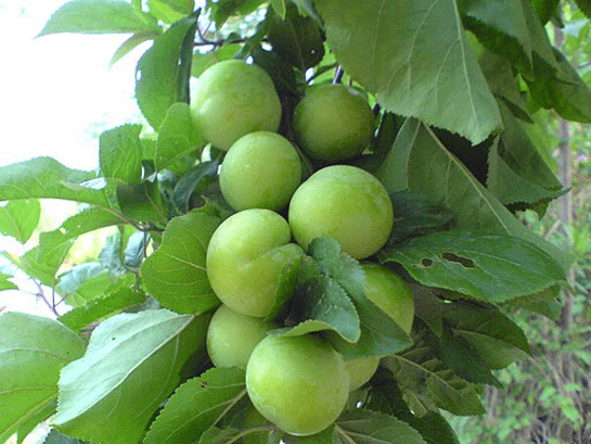 Rüyada Erik Ağacı Görmek